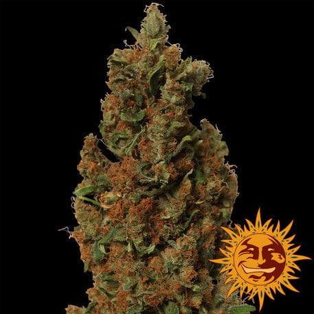 Red Diesel Feminisiert Samen-red-diesel