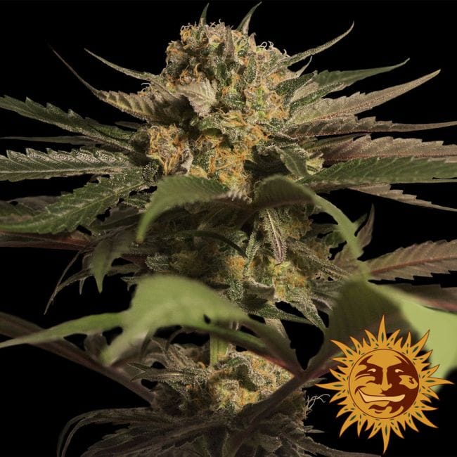 Violator Kush θηλυκοποιημένα σπόροι-violator-kush