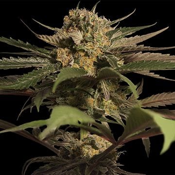Violator Kush κανονικός σπόροι-violator-kush-regular