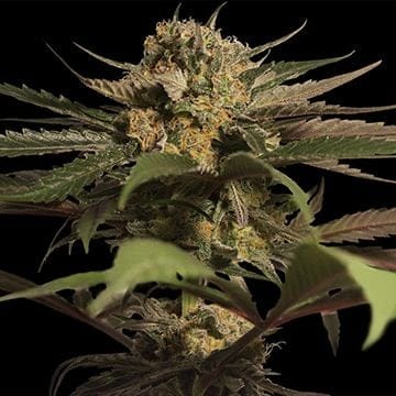 Violator Kush Regulär Samen-violator-kush-regular