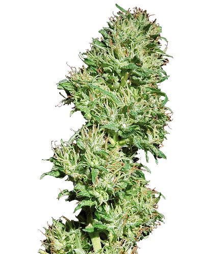 Utopia Haze редовен семена-utopia-haze-regular