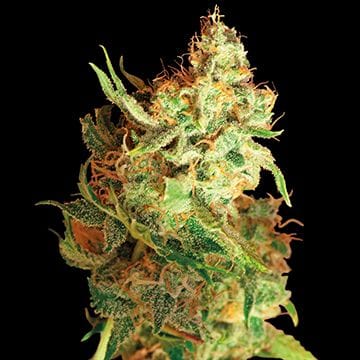 Red Dragon κανονικός σπόροι-red-dragon-regular