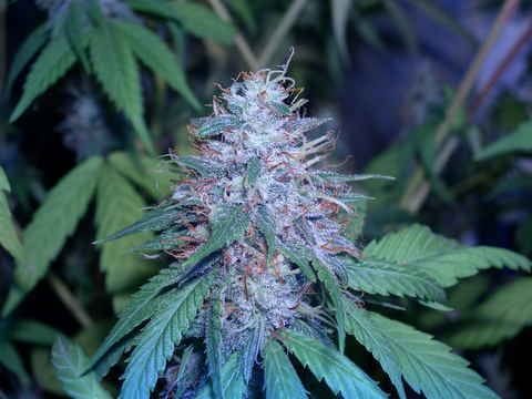 C13 Haze Regular Seeds-c13-haze