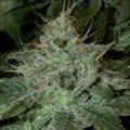 Pure Afghan Regular Seeds-pure-afghan