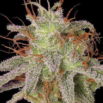 Amnesia Lemon Regular Seeds-amnesialemreg