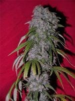 Neville's Haze Hybrid Feminised Seeds-female-nevilles-haze-hybrid