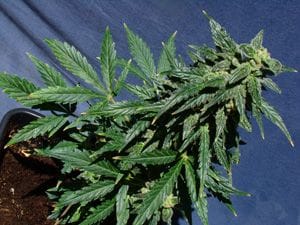 Kannabia Special Auto Feminised Seeds-kannabia-special-auto