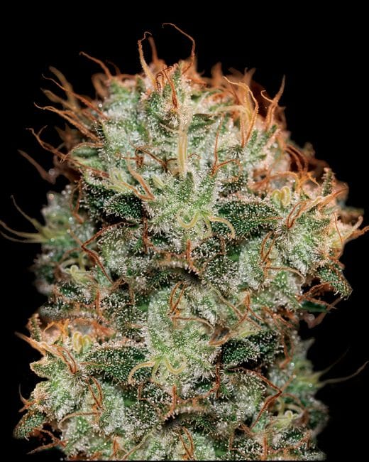 Kaia Kush Feminised Seeds-gh-kaia-fem
