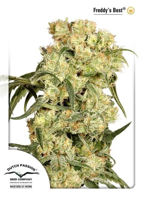 Freddy's Best (Haze) Feminizowane Nasiona-dp-freddies-best-fem