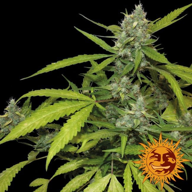 Sweet Tooth Auto Femminizzati Semi-BFSSTA-Fem
