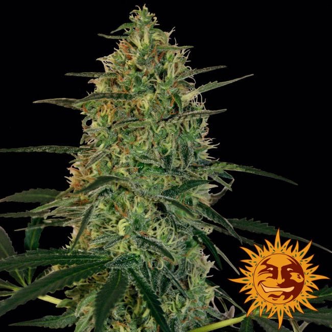 Malana Bomb Auto Feminizada Semillas-BFSMBA