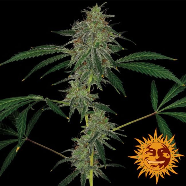 Blue Mammoth Auto Feminizada Semillas-BFSBMA