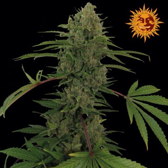 Critical Rapido Auto Feminised Seeds-BFSCRA