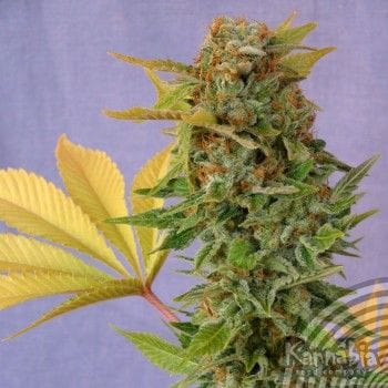 Pato#1 Feminised Seeds-pato-1