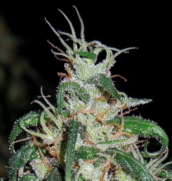 Green Haze x Thai Regular Seeds-ACEGHTREGU