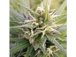 Guatemala Regular Seeds-ACEGTMREGU