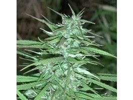 Double Thai Regular Seeds-ACEDTREGU