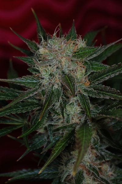 Agent Orange Regular Seeds-TGA-AO