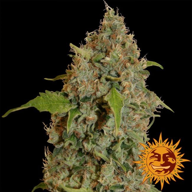 Chronic Thunder Feminised Seeds-BFSCTH-Fem