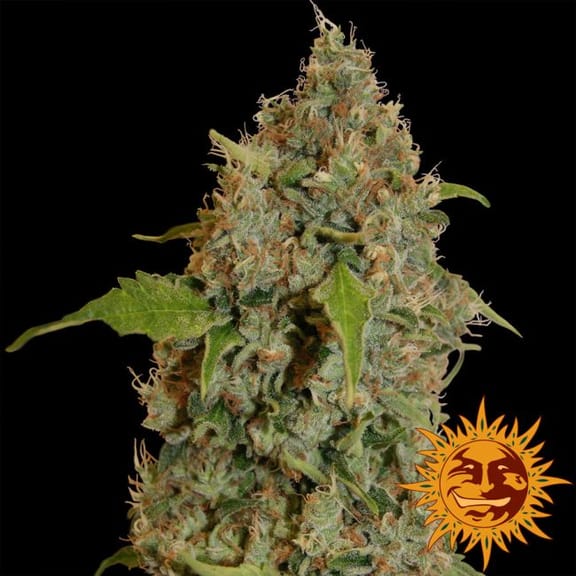 Chronic Thunder Feminised Seeds-BFSCTH-Fem