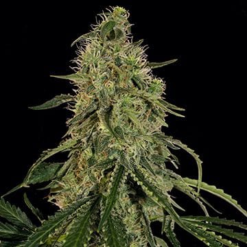 Grape Ape θηλυκοποιημένα σπόροι-BFSGA-Fem