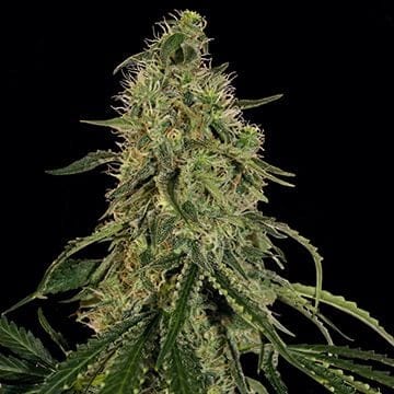 Grape Ape Feminisiert Samen-BFSGA-Fem