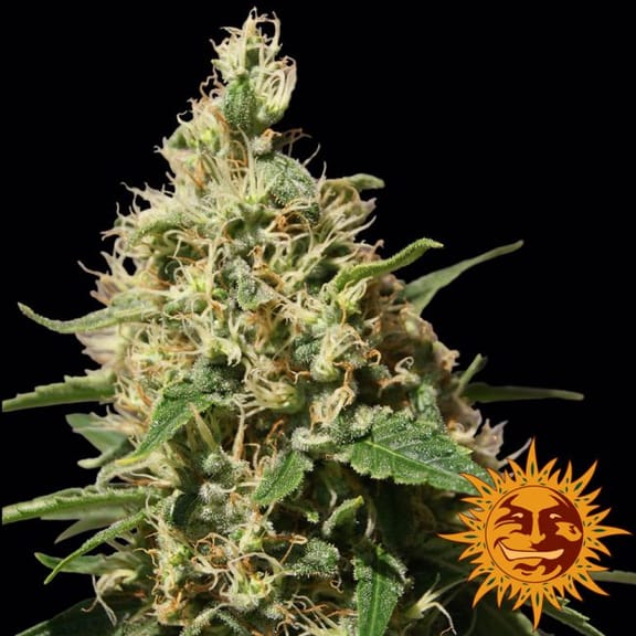 Peppermint Kush Feminisiert Samen-BFSPPK-Fem