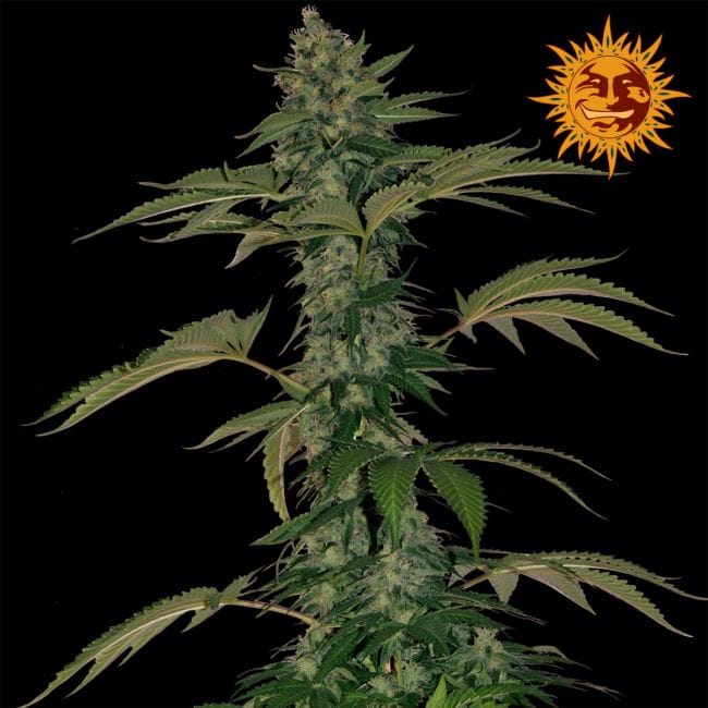 Grape Muerto Auto Feminizowane Nasiona-BFSGMA-Auto-Fem