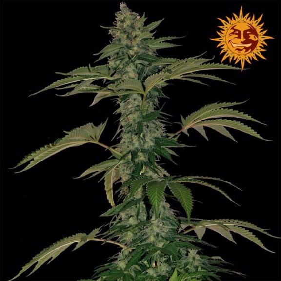 Grape Muerto Auto Feminized Seeds-BFSGMA-Auto-Fem
