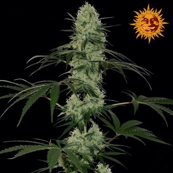 Tangelo Rapido Auto Feminized Seeds-BFSTRA-Auto-Fem
