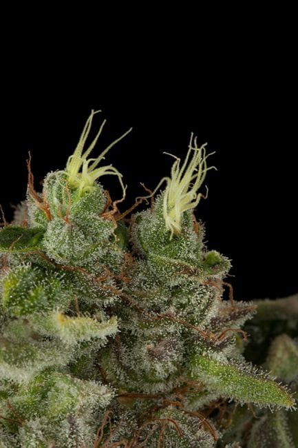 Bubba Kush Feminised Seeds-HDS-BK-Fem