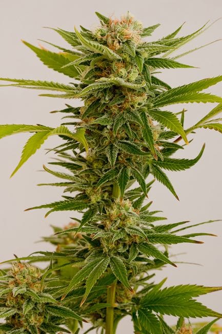 Sour Diesel #2 Feminised Seeds-HDS-SD2-Fem