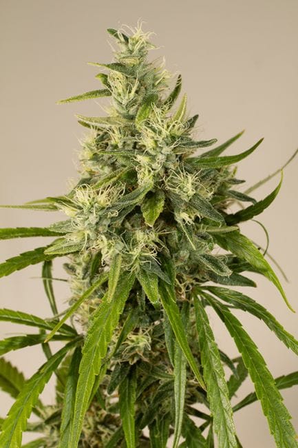 Trainwreck Feminised Seeds-HDS-TW-Fem