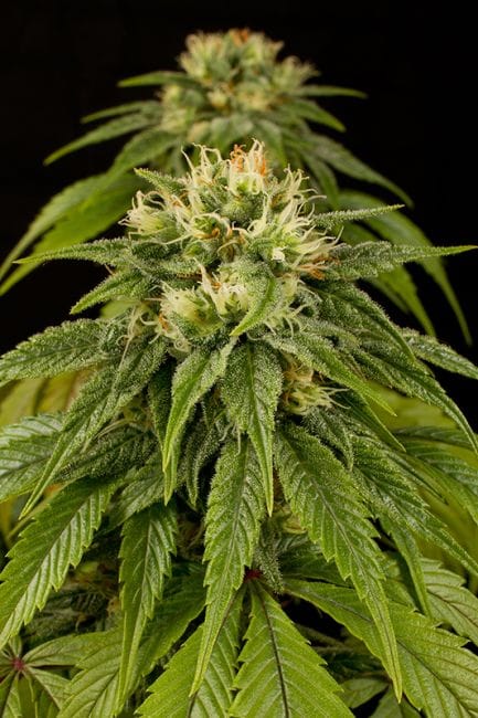 Lemon Juice Express Auto Feminised Seeds-HDS-LJE-Auto-Fem