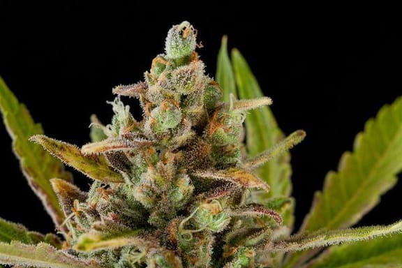 Critical Kush Feminised Seeds-critical-kush