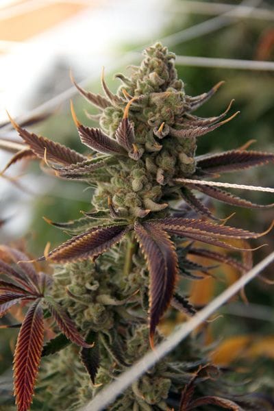 Conspiracy Kush Regular Seeds-TGA-CK