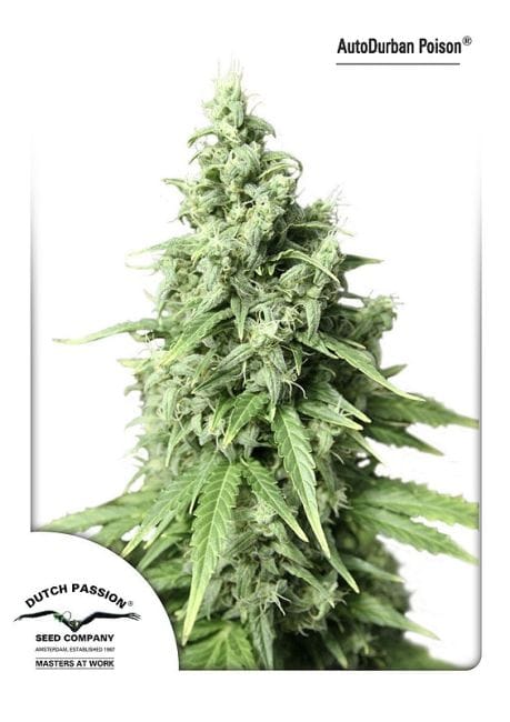 Durban Poison Auto Feminiseret Frø-DP-AutoDurban-Poison