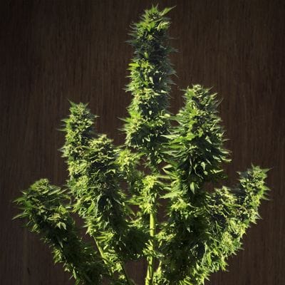 Fatty Bubba Feminised Seeds-ACEFBFEM