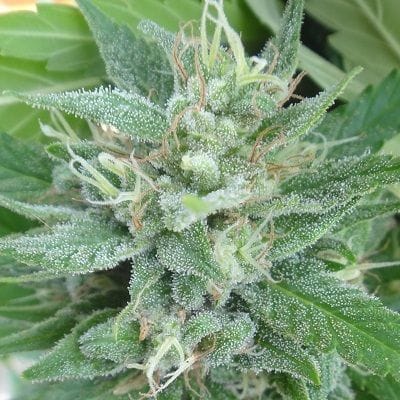 Rotten Panda Feminised Seeds-ACERPFEM