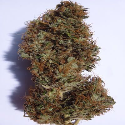 Zamal Hash Feminised Seeds-ACEZHFEM