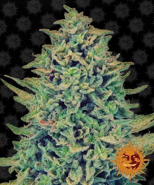 Blue Shark CBD Feminisiert Samen-BFSCBDBS
