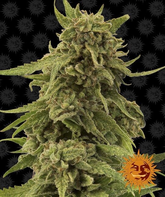 Critical Cure CBD Feminisiert Samen-BFSCBDCC