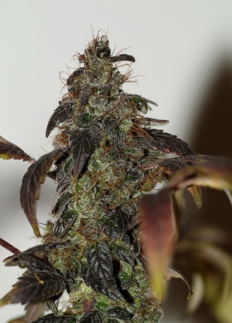 African Buzz Regular Seeds-SMAN-AFBZ-REG