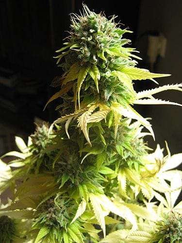 Somango Feminised Seeds-somango-fem