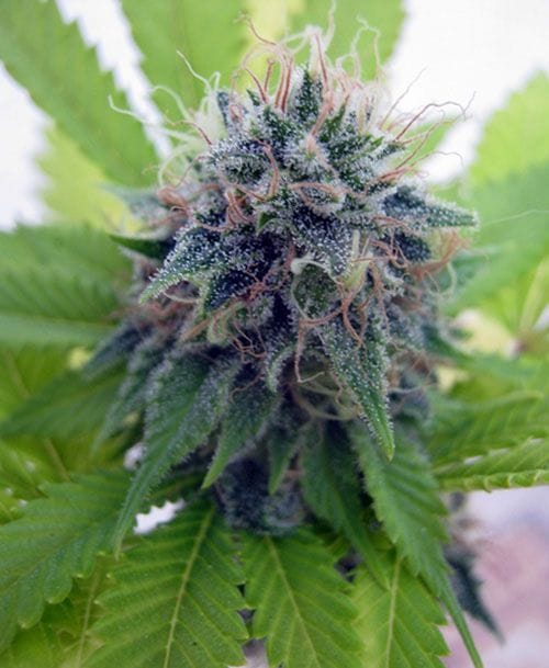 Candy Cream Feminised Seeds-candy-cream-fem