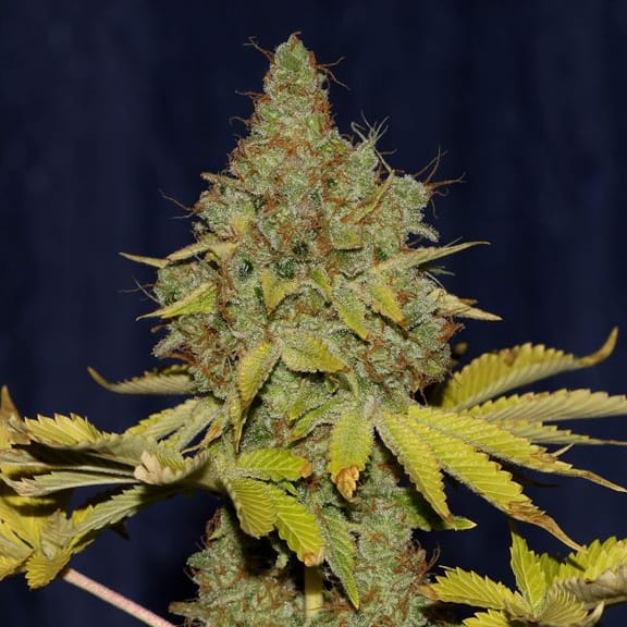 Cheese Feminised Seeds-cheese-fem
