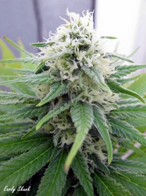 Early Skunk Feminised Seeds-early-skunk-fem