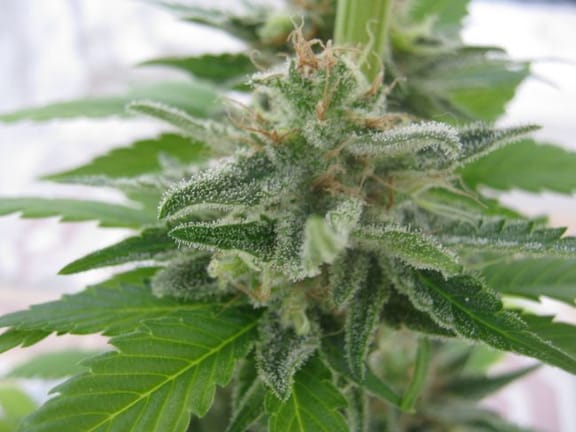 California Orange Feminised Seeds-california-orange-fem