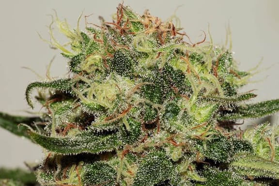 Critical Mass CBD Feminised Seeds-SMAN-CBDCM-FEM