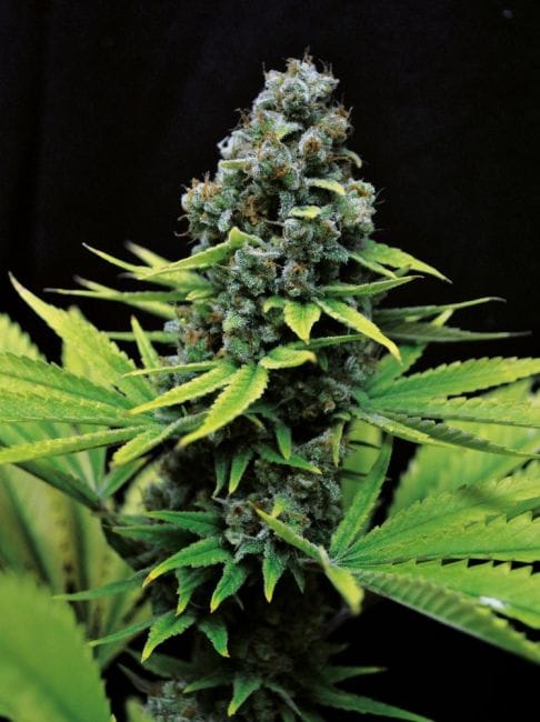 Shark Shock CBD Feminised Seeds-SMAN-CBDSS-FEM